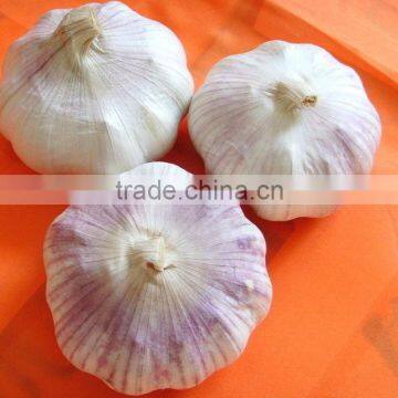 Normal white garlic