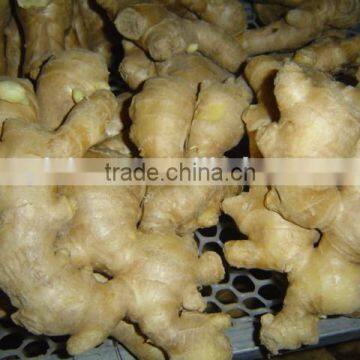 Organic Fresh Ginger photo-5