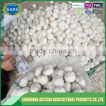 Export garlic,garlic price in china