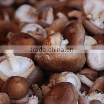 ISO Certificated Natural Shiitake Mushroom Extract Powder