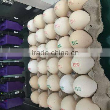 Solvent Inkjet Printing Machine/egg Printer photo-2