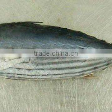 FROZEN FRESH Skipjack Tuna QUALITY