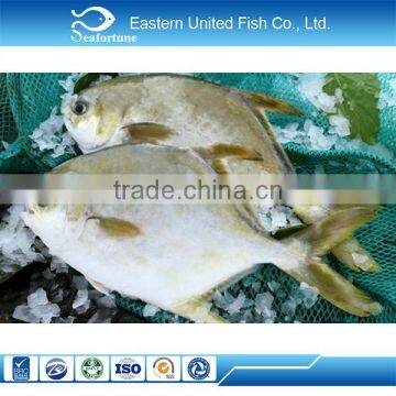 seafood IQF new season of golden pomfret