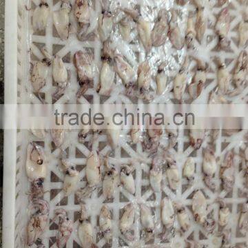 IQF/block Baby Squid Loligo Japonica photo-4
