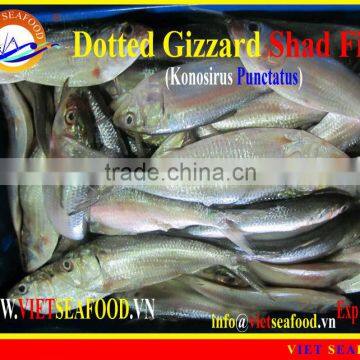 W/R FROZEN DOTTED GIZZARD SHAD FISH