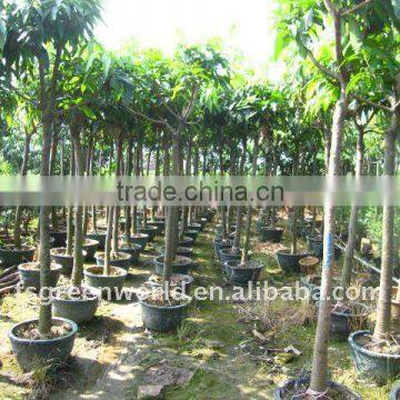 Mangos fruit trees for garden