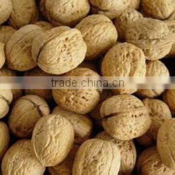 Walnut & Walnut Kernel for sale, New crop