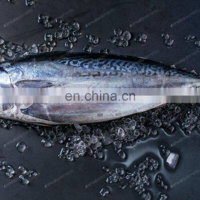 Frozen Bonito Fish Frozen Bonito Tuna Fish Little Tuna Euthynnus Affinis