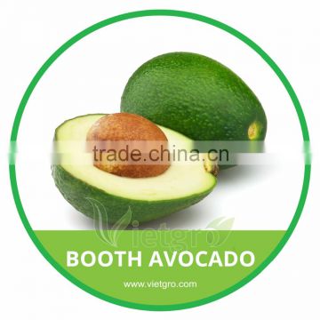 HIGH QUALITY FRESH BOOTH AVOCADO // ALLIGATOR PEAR