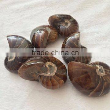 Natural High Quality Ammonite Fossils For Sale