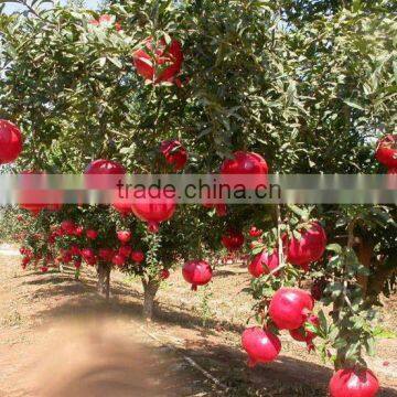 Fresh Pomegranate