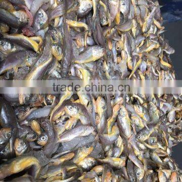 Frozen Seafood Frozen Yellow Croaker, Yellow Croaker Fish Price