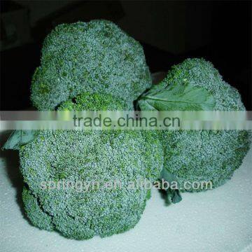 Best China export supplier 100% organic green broccoli