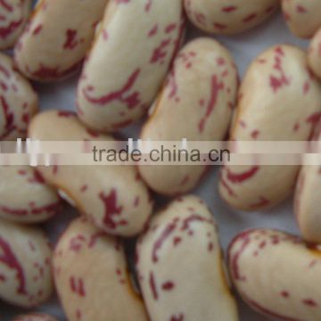 Long Shape Kidney Beans 2012 New Crop