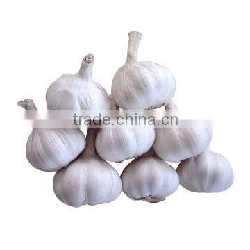 20kg Mesh Bag Garlic Price photo-5