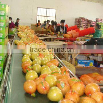 Delicious Fresh Grapefruit Pomelo photo-5