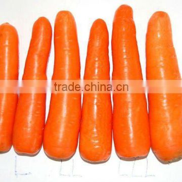 2014 new harvest fresh carrot 316