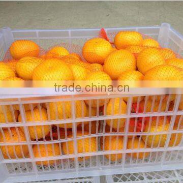 Citrus Fruit Product Type Fresh Oranges Chinese Orange Price photo-4