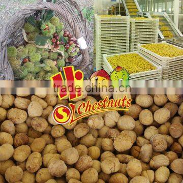 IQF Chestnuts, Frozen Peeled Chestnut for sale