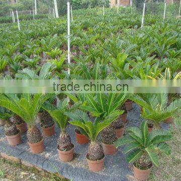 Small Cycas Revoluta