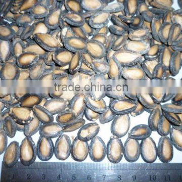 Black Watermelon Seeds 10 cm 11cm