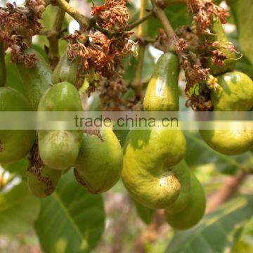 Kaju Fruits Tree seeds Anacardium occidentale Cashew seed