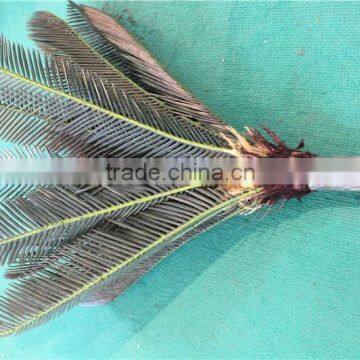 Home Garden Decorative 30cm to 200cm Height Artificial Bonsai Cycas EST11 2705 photo-4