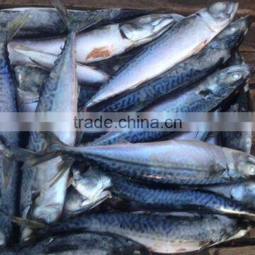 EEC,HACCP Certification and Whole Part Frozen Mackerel Scomber Scombrus photo-3