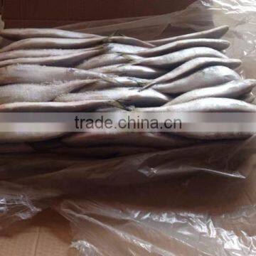 Sardine for Bait on Sale photo-2