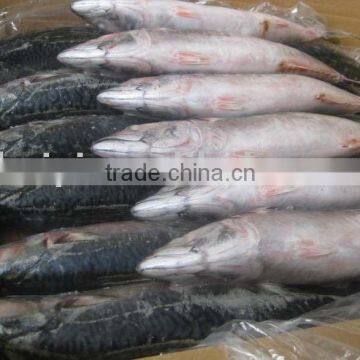 mackerel 500g up