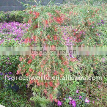 callistemon viminalis