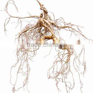 China Changbai Mountian Old Wild Ginseng Panax Roots Price photo-3