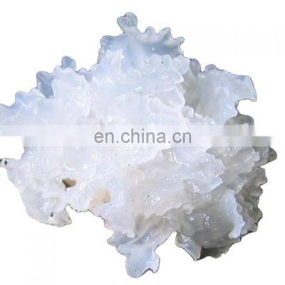 100% natural dried snow mushroom/fungus high quality from Vietnam