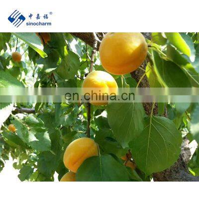 BRC A BRIX 7-10 Unpeeled Halve Frozen Fruit IQF Apricot for Sale photo-5