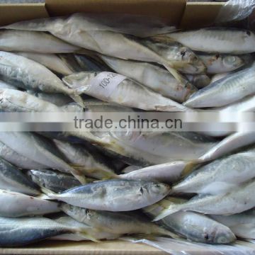 Good Quality Frozen Horse Mackerel for Sale 100-120 pcs