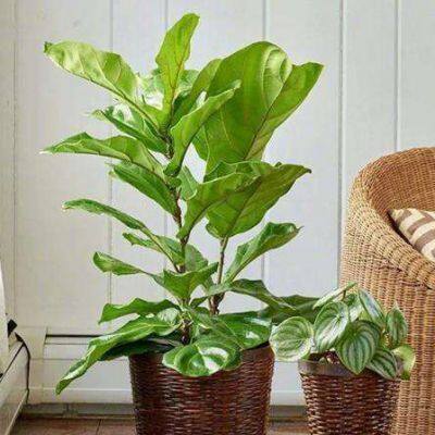 New Design Real Touch Artificial Plante Fiddle Leaf Bonsai Plants Decorative Home Outdoor Bonsai Stand