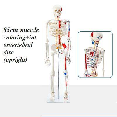 Human Anatomical Model Medical Training Model Skeletal Model photo-2