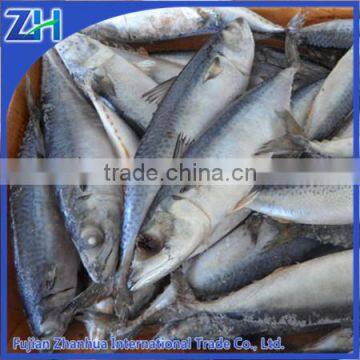 400-600g scientific name of frozen pacific mackerel fish seafood wholesale