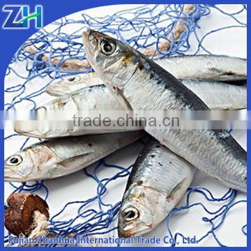 fresh seafood,sardine as fishing bait