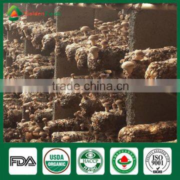 Wholesale China Supplier of Health Food Mushroom Edibal Fungus Fresh Dried Shiitake Mushroom for Garden Farm Restaurant