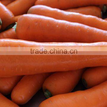 carrot price ton