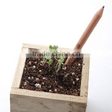 Pencil Can be Planted photo-2
