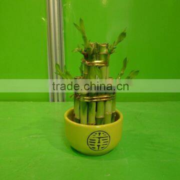 5 Layered Tower Lucky Bamboo Air Bonsai Tree Dracaena Sanderiana Indoor Ornamental Aquatic Water Plants photo-4