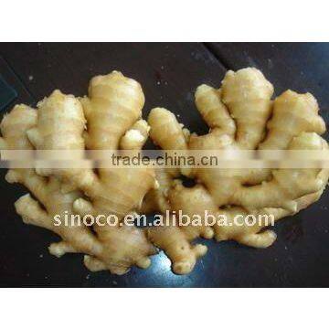 China Fresh Ginger in 10kg pvc box