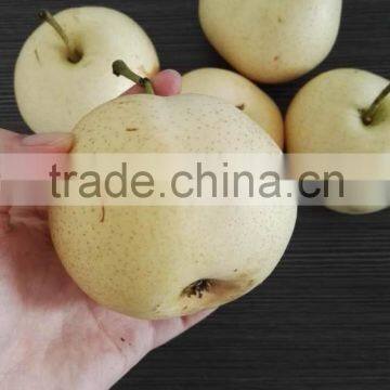 fresh fruit exporter from china fresh pear