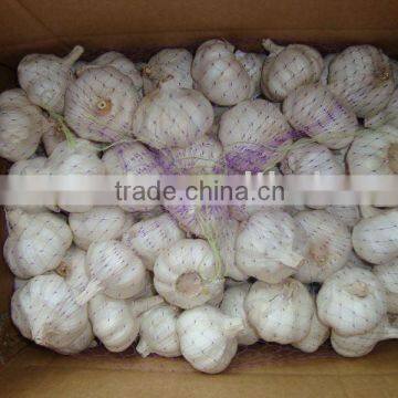 new season garlic