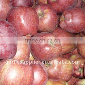 fresh huaniu apple crop 2011