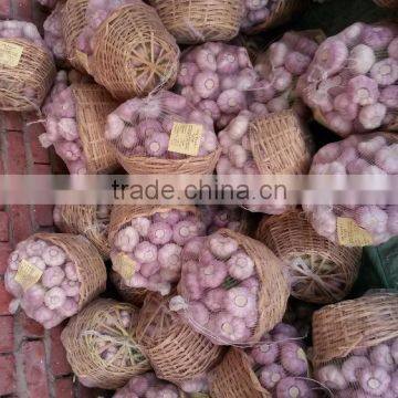 Best Quality Cheap Price Fresh Normal White Garlic From Egypt photo-2