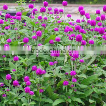 Gomphrena globosa flower seeds for growing