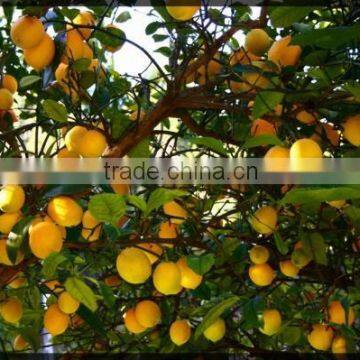 Lemon Tree